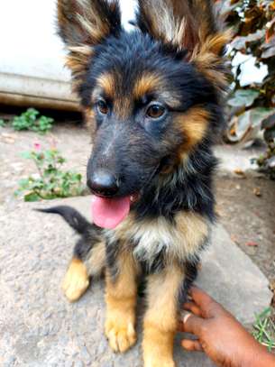 3-6 months old male German Shephered puppy image 1