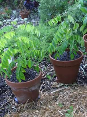 CURRY TREE SEEDLINGS: FLAVOUR AND MEDICINE image 4