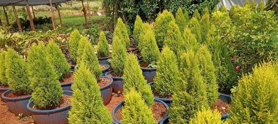 Faith's-Line Landscapers image 7