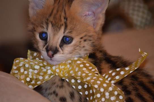 African Serval Kittens image 1