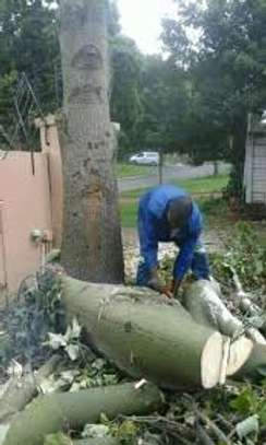 Bush Clearing Services  Nairobi | Athi River | Gatundu | Githinguri | Kajiado | Kiambu | Kikuyu | Kitengela |Kitui | Machakos | Masii | Mwala | Nairobi |Ngong |Oloitoktok |Ongata Rongai | Tala/Kangundo | Wote/Makueni | Naivasha. image 8