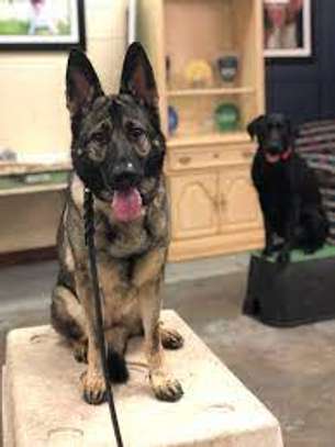 Professional Dog Training Services Nairobi image 3