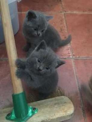 British shorthair kittens for adoption. image 3