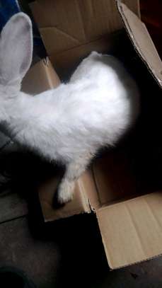 Quality Hybrid Rabbits image 3