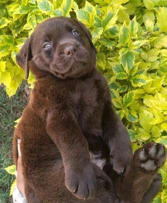 Chocolate Labrador pups🍫 image 1