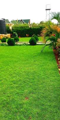 Yard and space landscaping for home and office image 1