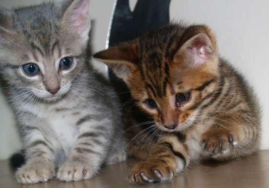 Beautiful Male Bengal Kittens image 1
