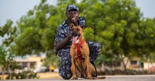 Dog Trainers | Obedience Dog Training Courses Nairobi image 11