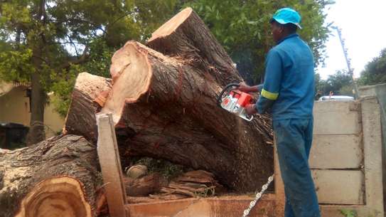 Bestcare Tree Services – Tree felling & Tree Cutting Company image 1