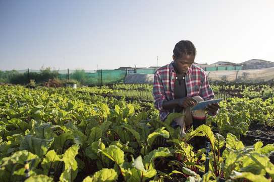Are you an Employer looking for reliable staff/ Farm Workers? image 11