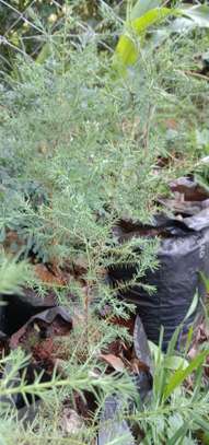 Cypress Seedlings (1.5feet) image 1