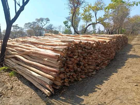 Gum poles for construction ,fencing or landscaping image 4
