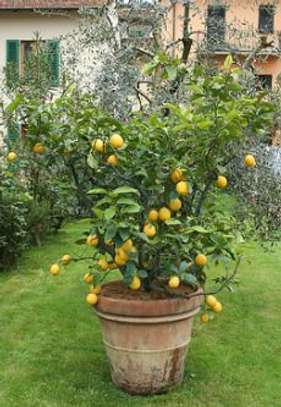 Plant A Lemon Tree In Your Backyard ! image 2