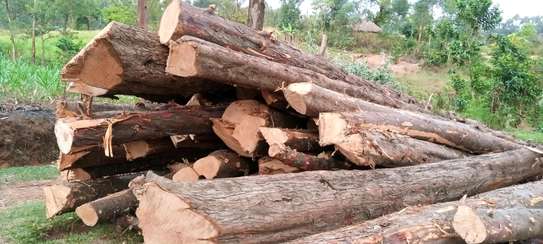 Timber supply image 8