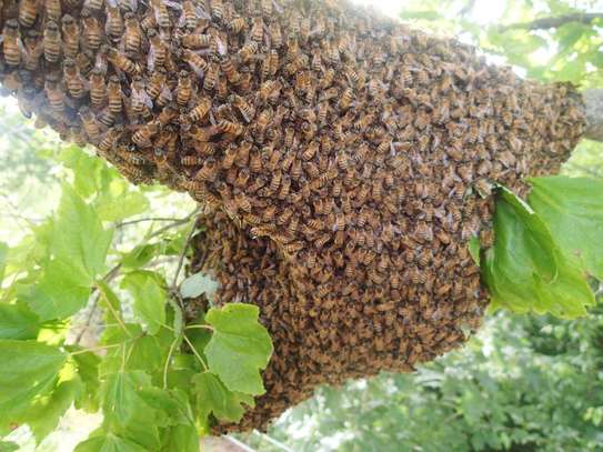 Do you have a bee problem? Get Rid of Stinging Bees Today image 12