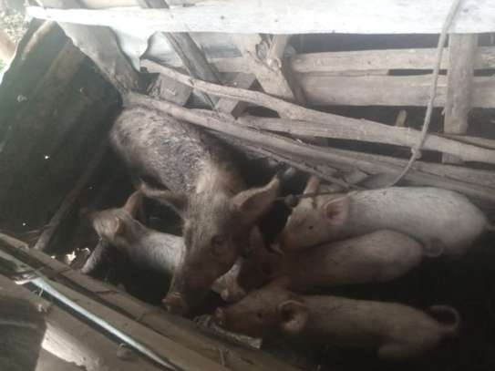 Naomi's pig farming image 1