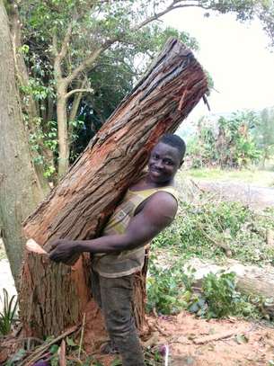 Tree Cutting & Removal - Tree Felling Service Kenya image 2