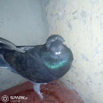 Punky male pigeon image 5