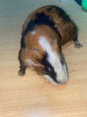 Guinea Pig image 7