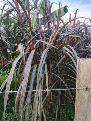 Australian red napier image 1