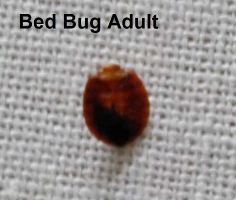 Bed Bug Pest Control In Ngei,Mlango Kubwa,Kiamaiko, image 5
