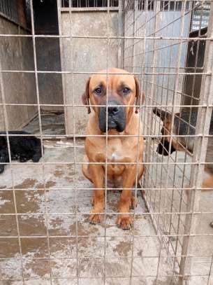 Female Boerboel available for a new home image 1