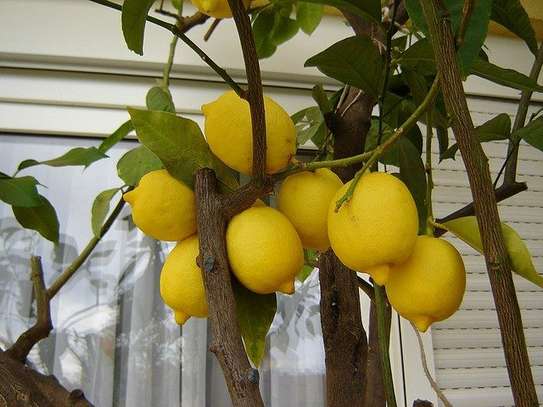 Plant A Lemon Tree In Your Backyard ! image 7