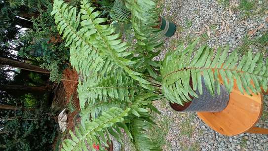 Giant sword fern image 11