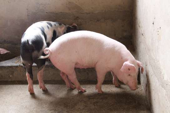 Healthy Pigs Available - Siaya image 8