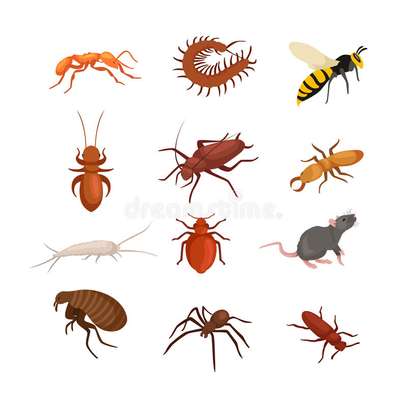 Expert Homes Fumigation & Pest control - Bed Bugs & Cockroaches control | Best Office & Domestic Cleaning Nairobi. image 14