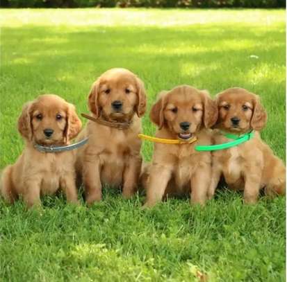 Sweet quality Golden retriver  puppies. image 1