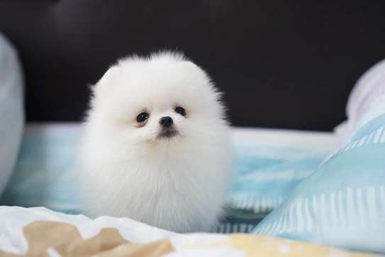 Pomeranian puppies for sale image 1