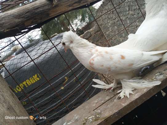 Fancy pigeons image 4
