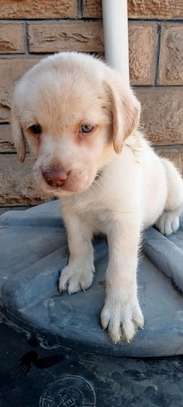 Labrador puppy ready for rehoming image 5
