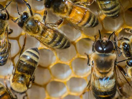 24 HR Killer bee removal/Beehive removal/Honey bee removal/Wasp removal & pest control services. image 11