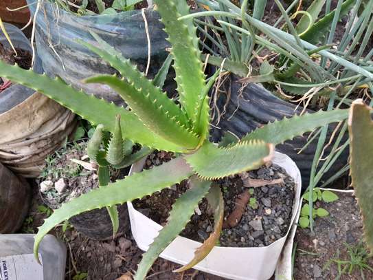 Ported Aloe Vera Plant image 4