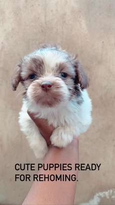 Lovely maltese puppies image 3