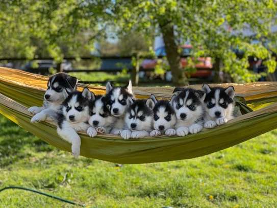 how big is a 12 week old siberian husky