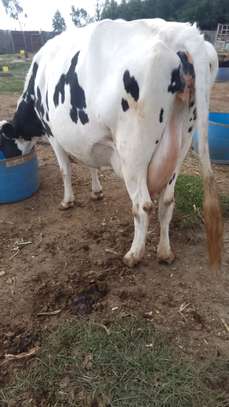 3 Dairy cows image 3
