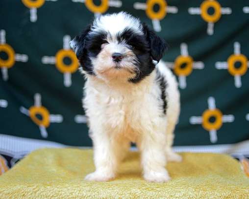 maltese fluffy puppies image 5