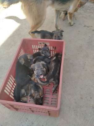 gsd pups for sale image 1