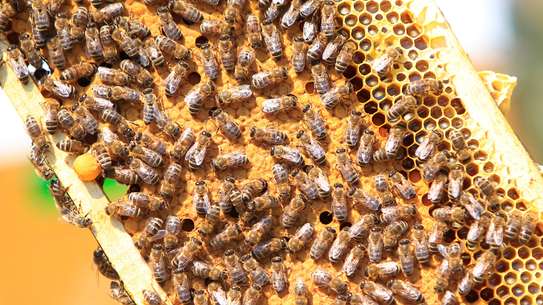 Bee nest removal.We guarantee the lowest price.Call the experts today. image 12