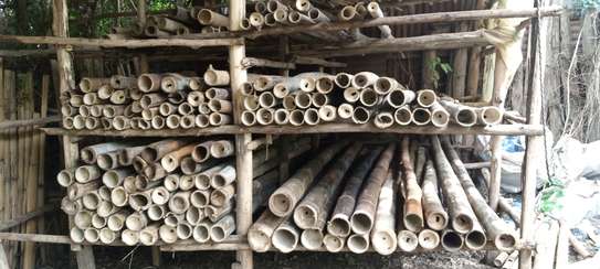 Giant Bamboo poles/culms image 1