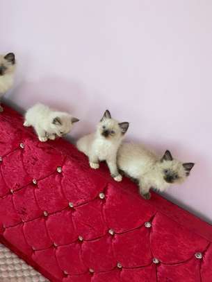 Male and Female Ragdoll Kittens image 1