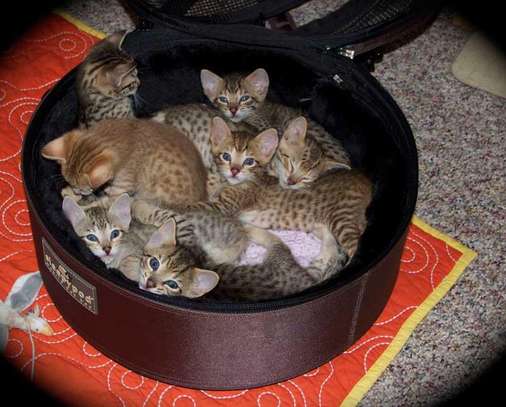 Savannah kittens for sale image 1