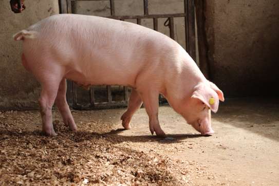 Healthy Pigs Available - Siaya image 1