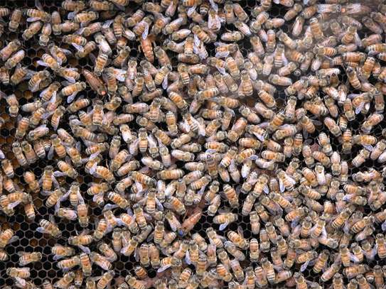 Bee Control Services Near Me | Get Rid of Stinging Bees Now. image 15