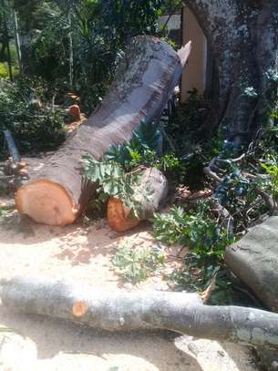 Tree cutting service Nairobi.Fast friendly & affordable. image 15