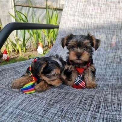 Gorgeous male and female Yorkie puppies image 1