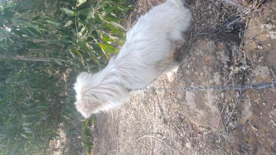 1year old male Maltese image 2